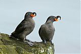 Crested Auklet